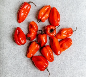 Fresh Habanero Pepper 100g