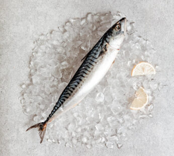 Titus Mackerel Half Box – 10kg