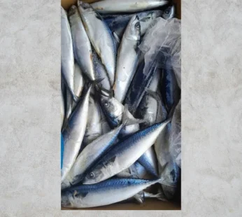 Titus Mackerel Box – 20kg