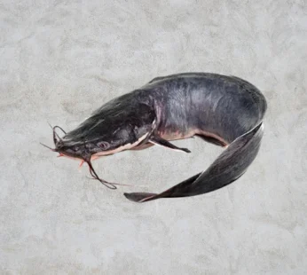 African catfish